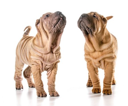 simsearch:400-06107809,k - two chinese shar pei puppies isolated on white background - 4 months old Stock Photo - Budget Royalty-Free & Subscription, Code: 400-07550436