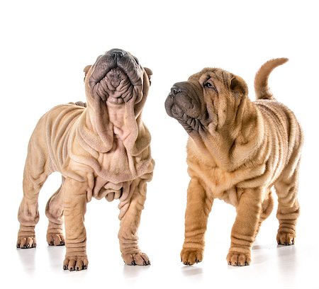 simsearch:400-06107809,k - two chinese shar pei puppies isolated on white background - 4 months old Stock Photo - Budget Royalty-Free & Subscription, Code: 400-07550437