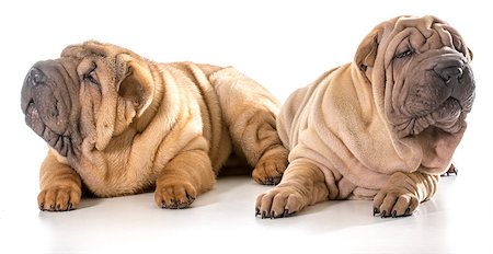 simsearch:400-06107809,k - two chinese shar pei puppies isolated on white background - 4 months old Stock Photo - Budget Royalty-Free & Subscription, Code: 400-07550438