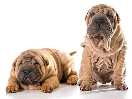 simsearch:400-06107809,k - two chinese shar pei puppies isolated on white background - 4 months old Stock Photo - Budget Royalty-Free & Subscription, Code: 400-07550439