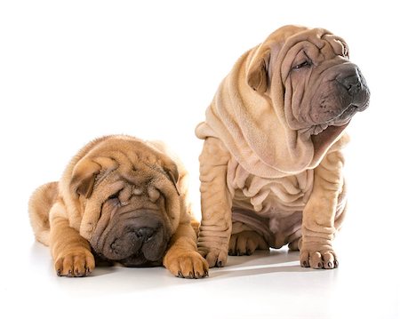 simsearch:400-06107809,k - two chinese shar pei puppies isolated on white background - 4 months old Stock Photo - Budget Royalty-Free & Subscription, Code: 400-07550440
