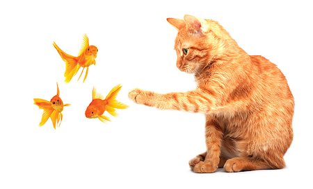 simsearch:400-05078416,k - Cat playing with goldfish isolated on white background Stock Photo - Budget Royalty-Free & Subscription, Code: 400-07550489
