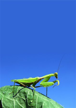simsearch:400-04698964,k - Green mantis on the green leaf. Blue sky Photographie de stock - Aubaine LD & Abonnement, Code: 400-07550483