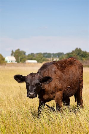 simsearch:400-05151981,k - Cow on a green dandelion field, Blue sky Foto de stock - Super Valor sin royalties y Suscripción, Código: 400-07550495