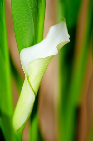 simsearch:649-07648640,k - Beauty White Calla Lily Details between Green Leafs closeup. Focus on Edge of Petals Stock Photo - Budget Royalty-Free & Subscription, Code: 400-07552379