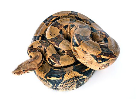 Boa constrictor in front of white background Stock Photo - Budget Royalty-Free & Subscription, Code: 400-07553129