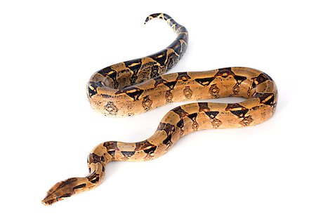 Boa constrictor in front of white background Stock Photo - Budget Royalty-Free & Subscription, Code: 400-07553143