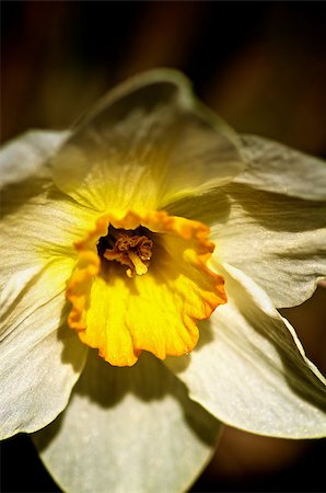 Beauty Yellow and White Daffodil closeup. Focus on Edge of Pistil Stock Photo - Budget Royalty-Free & Subscription, Code: 400-07553187