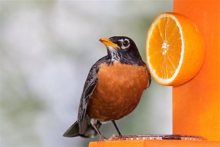 robin - Robin sits on an orange feeder next to a delicious orange. He tilts his head sideways enjoying a beak full of grape jelly. Stock Photo - Budget Royalty-Free & Subscription, Code: 400-07553905