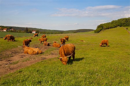 The herd of aberdeen angus eating grass on spring meadow Stock Photo - Budget Royalty-Free & Subscription, Code: 400-07553987