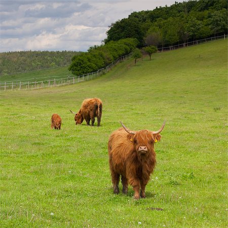 The herd of aberdeen angus eating grass on spring meadow Stock Photo - Budget Royalty-Free & Subscription, Code: 400-07553988