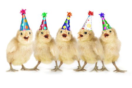 Birthday Yellow Baby Chicks Lined Up Stock Photo - Budget Royalty-Free & Subscription, Code: 400-07568873