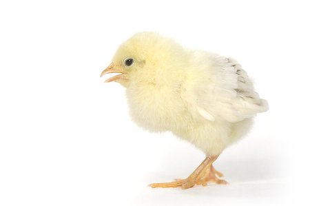 Cute Baby Chick Chicken on White Background Stock Photo - Budget Royalty-Free & Subscription, Code: 400-07568886
