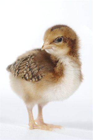 Cute Baby Chick Chicken on White Background Stock Photo - Budget Royalty-Free & Subscription, Code: 400-07568888