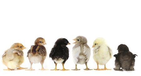 Multiple Baby Chick Chickens Lined Up on White Stock Photo - Budget Royalty-Free & Subscription, Code: 400-07568891