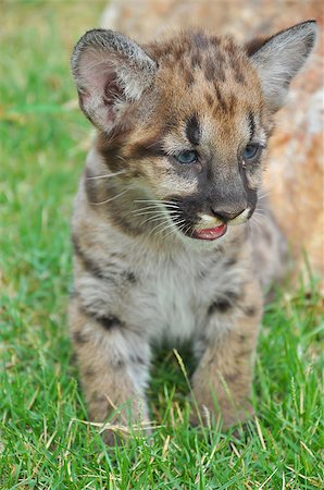 Baby cougars are born after about 91 days of gestation. Stock Photo - Budget Royalty-Free & Subscription, Code: 400-07574221