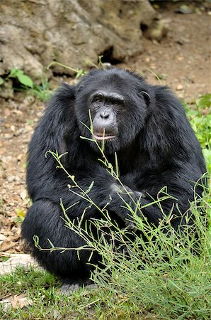 Chimpanzees, sometimes colloquially chimp, are two extant hominid species of apes Foto de stock - Super Valor sin royalties y Suscripción, Código: 400-07574222