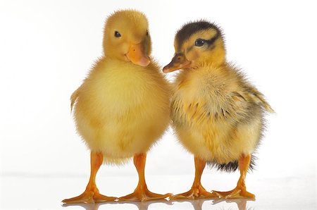 Two ducklings isolated on white, shoot in studio Stock Photo - Budget Royalty-Free & Subscription, Code: 400-07574664