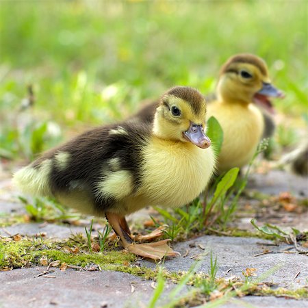 Group of little ducklings walking on a green meadow Stock Photo - Budget Royalty-Free & Subscription, Code: 400-07576147