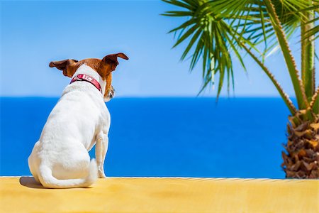 dog watching the summer vacation view on the beach Stock Photo - Budget Royalty-Free & Subscription, Code: 400-07576489