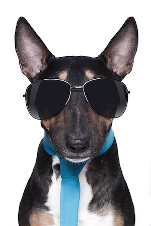 bull Terrier dog with sunglasses and blue tie Photographie de stock - Aubaine LD & Abonnement, Code: 400-07576498