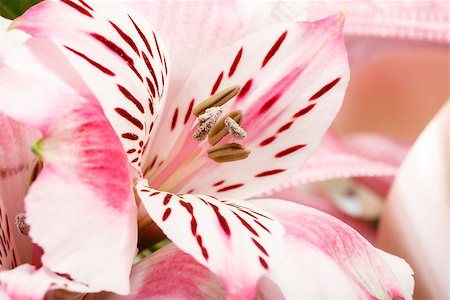 detail of bouquet of pink lily flower on white background Stock Photo - Budget Royalty-Free & Subscription, Code: 400-07577956