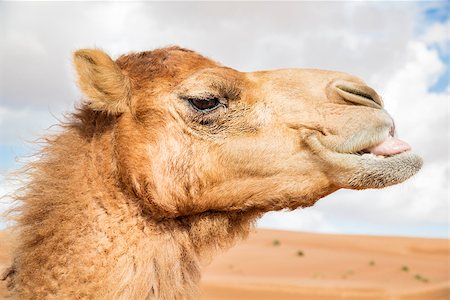saudi arabia people - Image of camel in desert Wahiba Oman Stock Photo - Budget Royalty-Free & Subscription, Code: 400-07578688