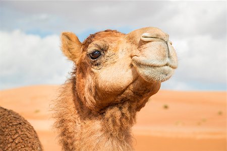 saudi arabia people - Image of camel in desert Wahiba Oman Stock Photo - Budget Royalty-Free & Subscription, Code: 400-07578700