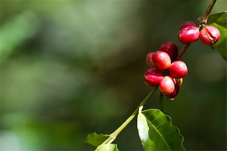 closeup of red coffee berries on a plant after a morning rain in Belize Stock Photo - Budget Royalty-Free & Subscription, Code: 400-07570078