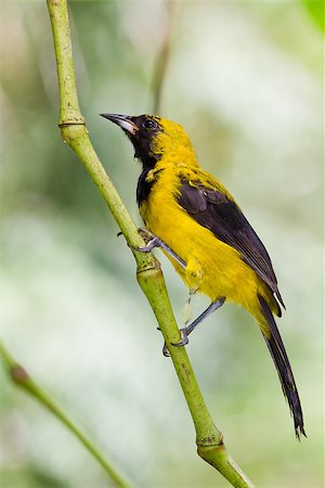 Yellow Tailed Oriole in the rainforest of Belize Stock Photo - Budget Royalty-Free & Subscription, Code: 400-07570072