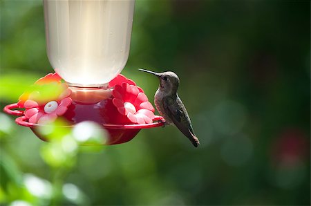 simsearch:400-04604339,k - hummingbird resting on a feeder Stock Photo - Budget Royalty-Free & Subscription, Code: 400-07570186