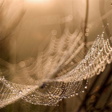 spider web - Dew on the cobweb abstract background Stock Photo - Budget Royalty-Free & Subscription, Code: 400-07570300