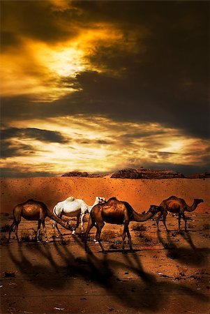 dromedary - Camels in the desert Photographie de stock - Aubaine LD & Abonnement, Code: 400-07570765
