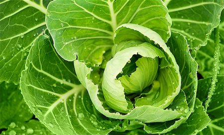 simsearch:400-04211564,k - Fresh cabbage with green leaf and drops Photographie de stock - Aubaine LD & Abonnement, Code: 400-07571581