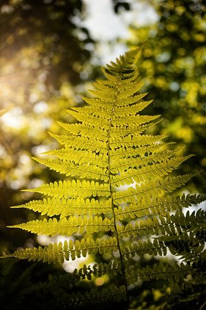 simsearch:400-04701752,k - Beautiful green fern in the forest lit by the afternoon sun Photographie de stock - Aubaine LD & Abonnement, Code: 400-07571787