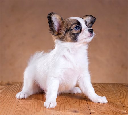 simsearch:400-08402912,k - portrait of a cute little puppy Papillon Stock Photo - Budget Royalty-Free & Subscription, Code: 400-07572554