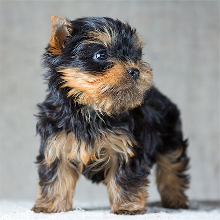 simsearch:400-08402912,k - Portrait Small Yorkshire Terrier Puppy Stock Photo - Budget Royalty-Free & Subscription, Code: 400-07572557