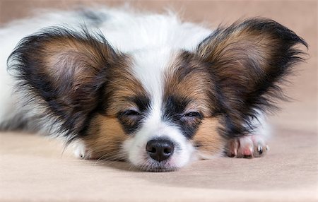 simsearch:400-08402912,k - Portrait of a cute sleeping puppy Papillon on a light brown background Stock Photo - Budget Royalty-Free & Subscription, Code: 400-07572566