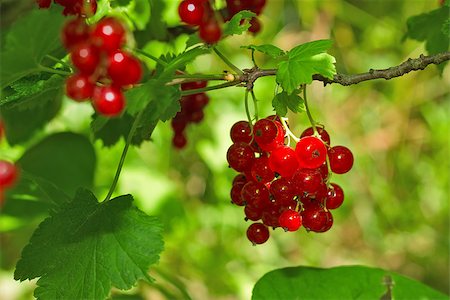 simsearch:400-04211564,k - Juicy ripe red currant on twig with green leaf Photographie de stock - Aubaine LD & Abonnement, Code: 400-07584608