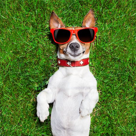 simsearch:400-08164465,k - super funny face dog lying on back on green grass looking crazy Stock Photo - Budget Royalty-Free & Subscription, Code: 400-07580369
