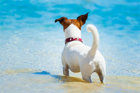 dog watching at the beach into the ocean Stock Photo - Budget Royalty-Free & Subscription, Code: 400-07580395