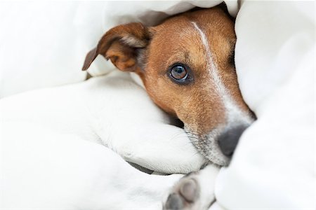 dog just woke up from a beautiful dream Stock Photo - Budget Royalty-Free & Subscription, Code: 400-07580392