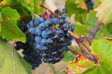 simsearch:400-06923729,k - Ripe clusters of dark blue grapes. Crimea, September. Stock Photo - Budget Royalty-Free & Subscription, Code: 400-07615660