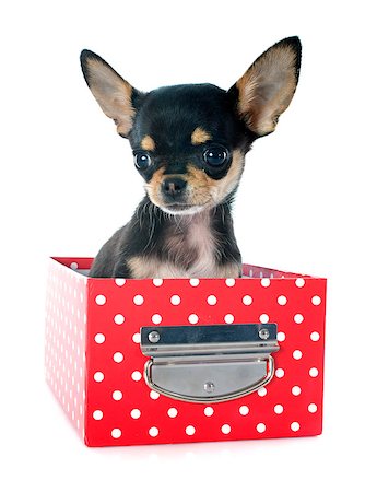simsearch:400-07421530,k - portrait of a cute purebred  puppy chihuahua in front of white background Stock Photo - Budget Royalty-Free & Subscription, Code: 400-07617761