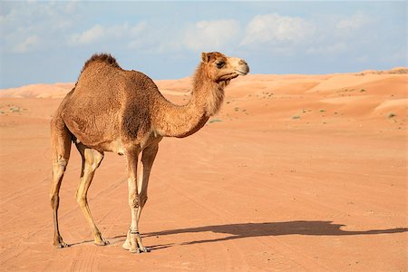 saudi arabia people - Image of camel in desert Wahiba Oman Stock Photo - Budget Royalty-Free & Subscription, Code: 400-07618475