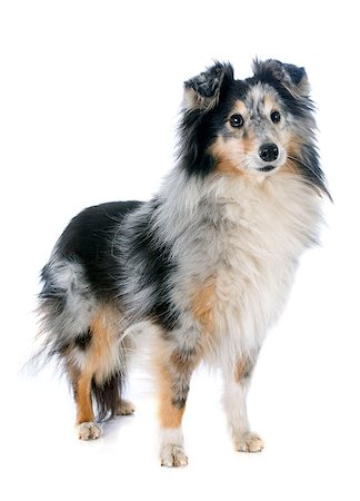 shetland sheepdog - portrait of a purebred shetland dog in front of white background Stock Photo - Budget Royalty-Free & Subscription, Code: 400-07618491