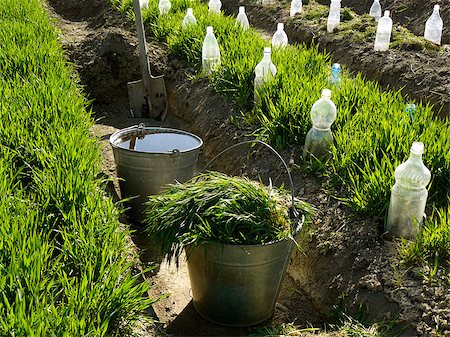 dleonis (artist) - two buckets and spade in irrigation ditch between vegetable beds with growing wheat as green manure and some bootles as small hothouses for growing seedlings Stock Photo - Budget Royalty-Free & Subscription, Code: 400-07618834