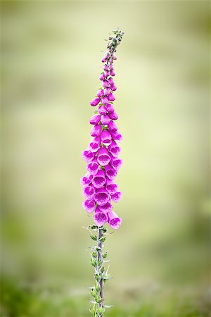 plantaginaceae - An image of a wonderful red foxglove isolated on green Stock Photo - Budget Royalty-Free & Subscription, Code: 400-07625005