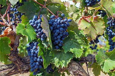 simsearch:400-06923729,k - Ripe clusters of dark blue grapes. Crimea, September. Stock Photo - Budget Royalty-Free & Subscription, Code: 400-07625425