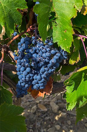 simsearch:400-06923729,k - Ripe clusters of dark blue grapes. Crimea, September. Stock Photo - Budget Royalty-Free & Subscription, Code: 400-07625427